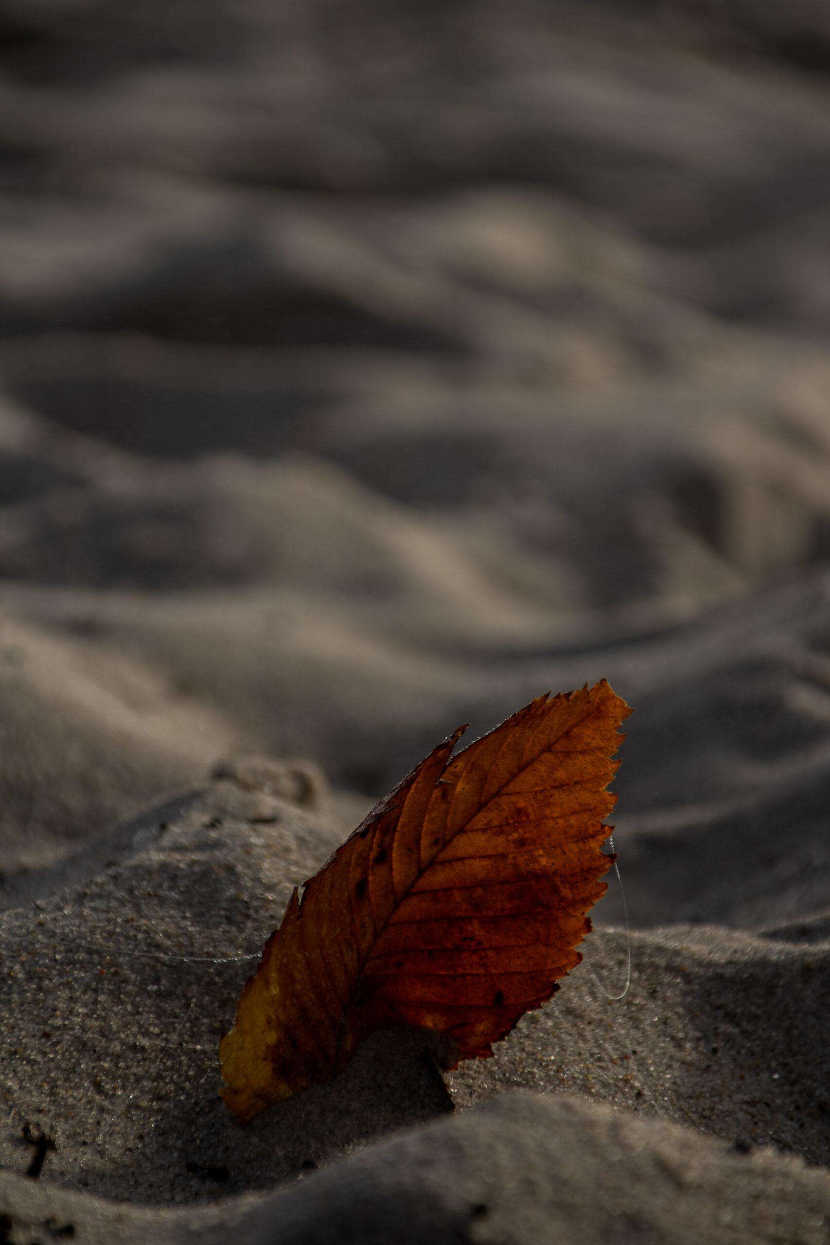 Leaf on the beach